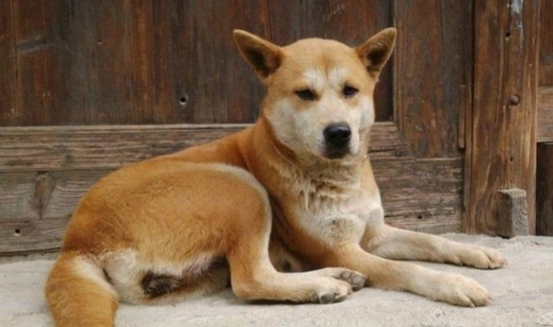 混種犬缺點 混種犬缺點