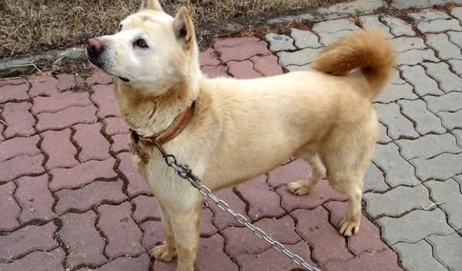 土狗飼養問題 土狗飼養問題