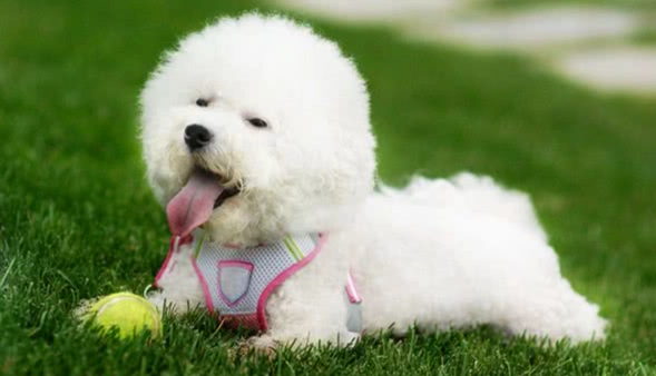 比熊犬智力 比熊犬智力