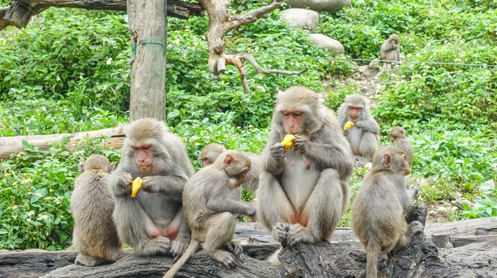 禁養動物清單 禁養動物清單