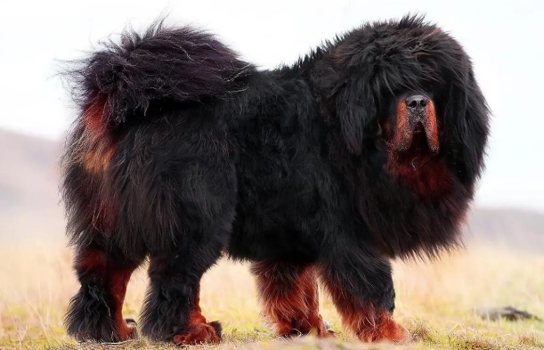 凶猛犬種 凶猛犬種