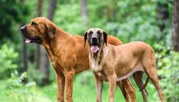 禁養犬種列表 禁養犬種列表