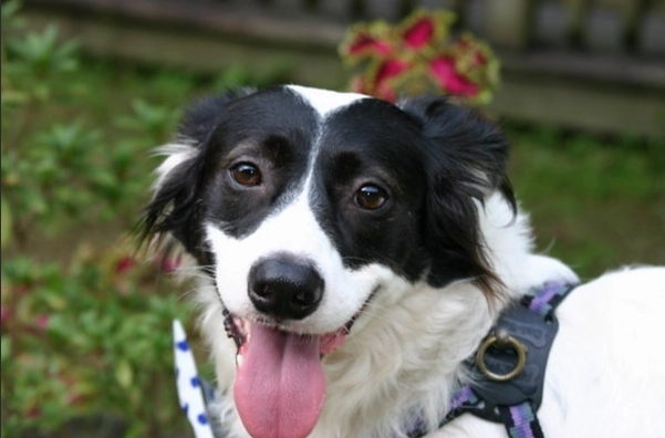 犬水腎治療 犬水腎治療