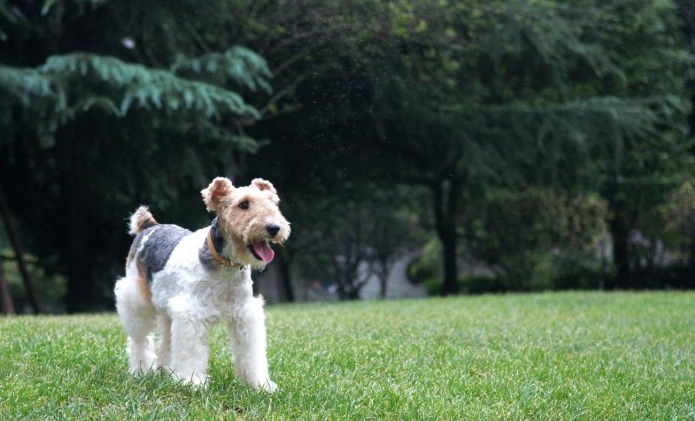 剛毛獵狐梗犬 健康問題 剛毛獵狐梗犬 健康問題
