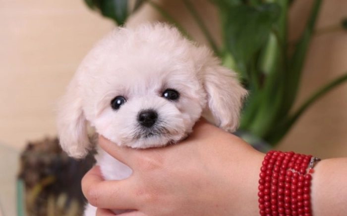 茶杯犬飼養 茶杯犬飼養
