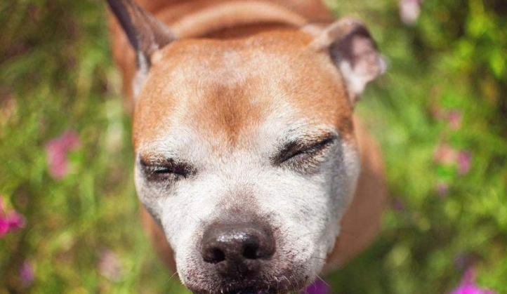 老年犬健康護理 老年犬健康護理
