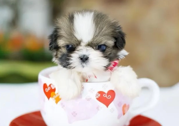 茶杯犬照顧 茶杯犬照顧