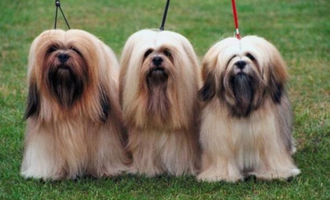 拉萨犬饲养 拉萨犬饲养