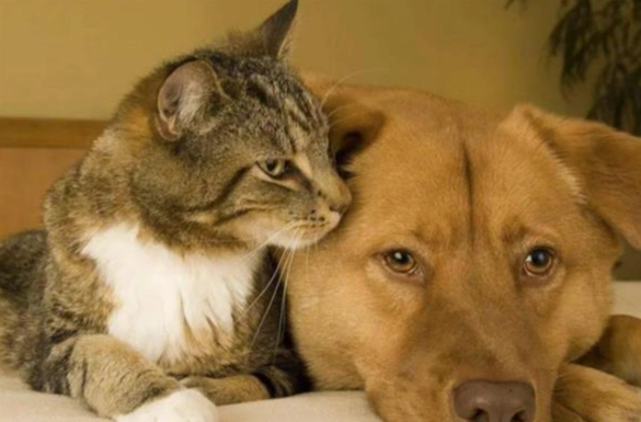 動物保護法 修法 動物保護法 修法