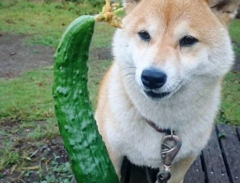 狗狗焦慮藥物副作用 狗狗焦慮藥物副作用