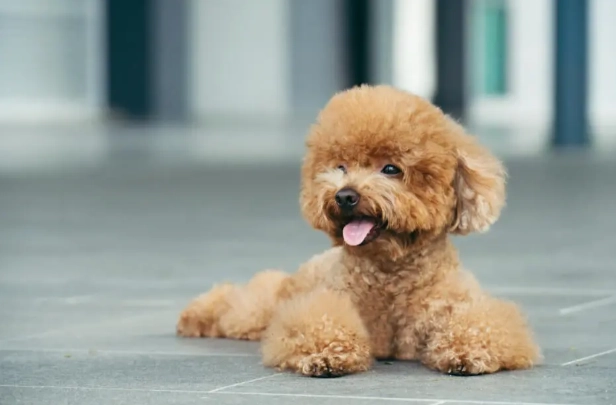 玩具貴賓犬缺點 玩具貴賓犬缺點