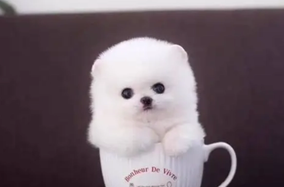 茶杯犬健康問題 茶杯犬健康問題