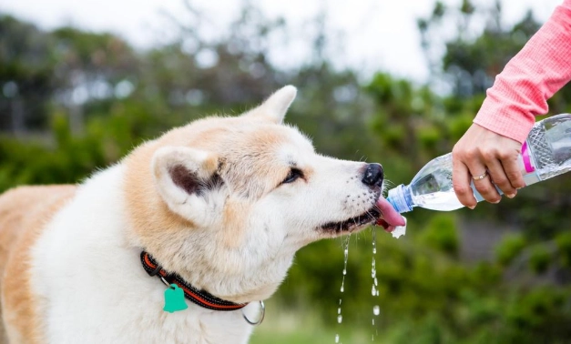 狗狗水分需求 狗狗水分需求