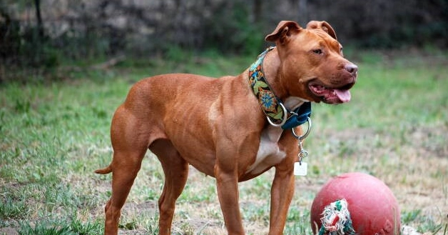 禁養犬種列表 禁養犬種列表