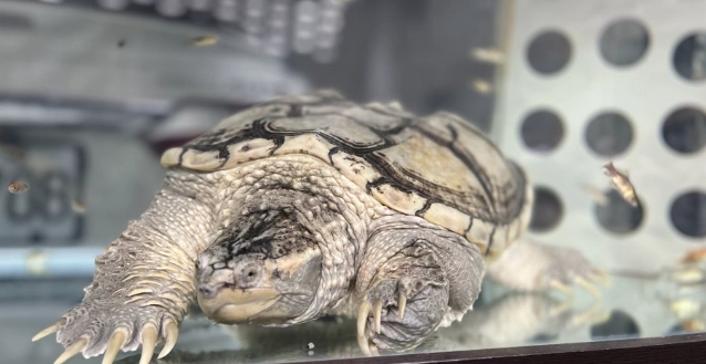台灣輸入動物規定 台灣輸入動物規定