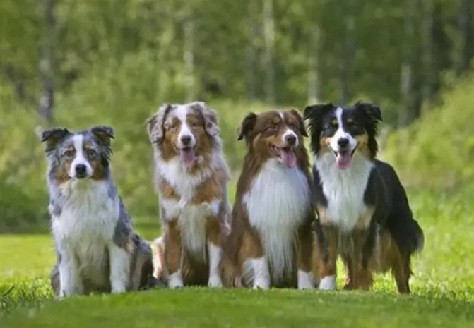 迷你澳洲牧羊犬飼養 迷你澳洲牧羊犬飼養