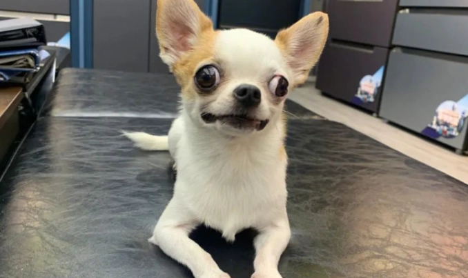 芝娃娃惡犬原因 芝娃娃惡犬原因
