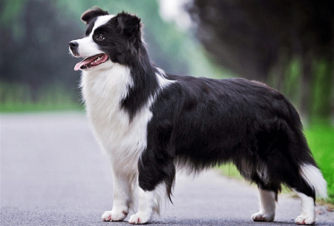 牧羊犬智商排名 牧羊犬智商排名