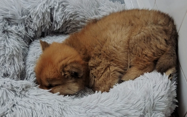 狗狗肚痾原因 狗狗肚痾原因