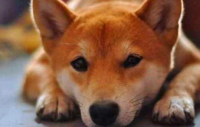 狗狗腫瘤照護 狗狗腫瘤照護