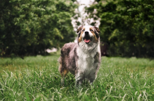 澳洲牧羊犬 訓練 澳洲牧羊犬 訓練
