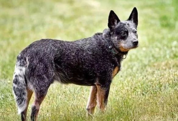 澳洲牧牛犬飼養 澳洲牧牛犬飼養