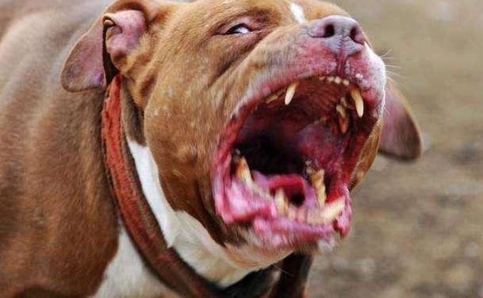 危險犬種 危險犬種