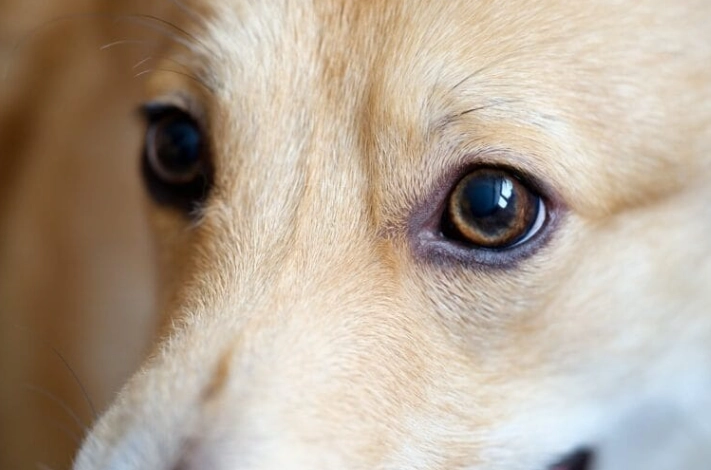 狗狗眼疾症狀 狗狗眼疾症狀