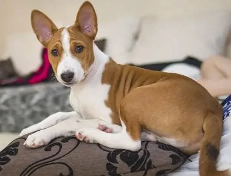 安靜小型犬品種 安靜小型犬品種