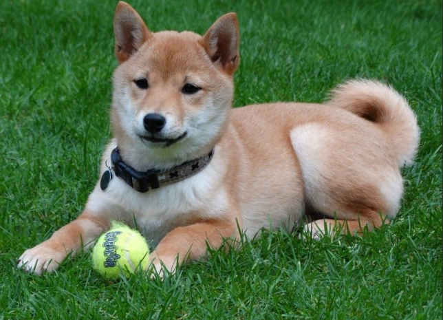 安靜小型犬品種 安靜小型犬品種