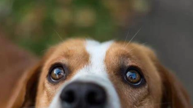 狗狗眼部異味 狗狗眼部異味