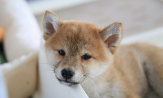 安撫幼犬方法 安撫幼犬方法