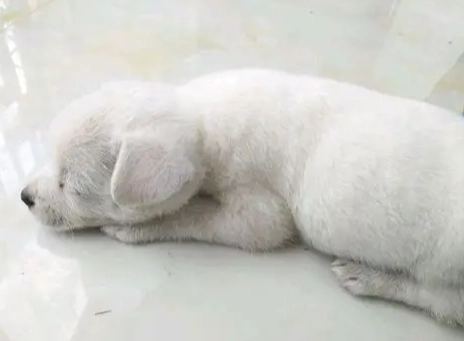 狗狗害怕症狀 狗狗害怕症狀