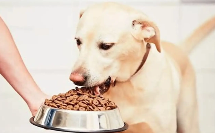 老年犬餵食量