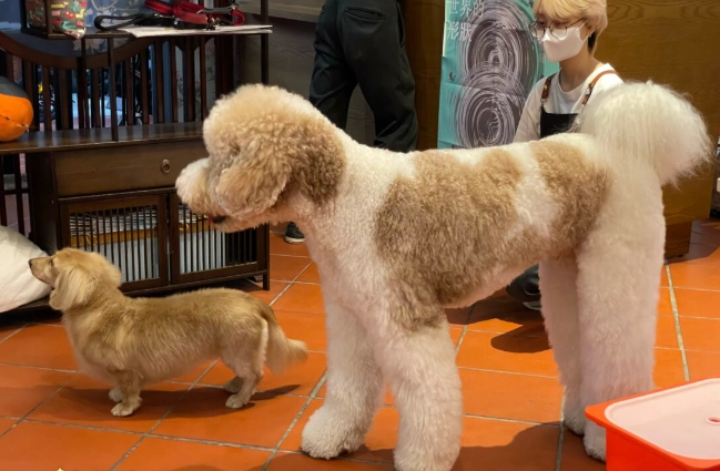 玩具貴賓狗飼養 玩具貴賓狗飼養