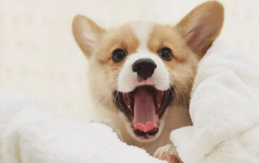 安撫幼犬方法 安撫幼犬方法