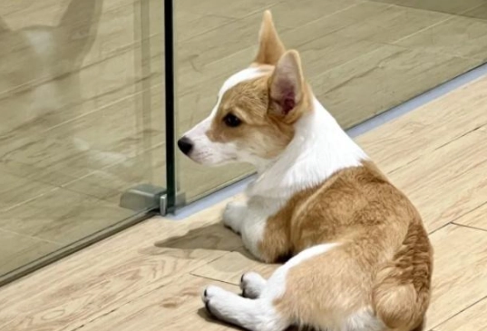 幼犬哭鬧原因 幼犬哭鬧原因