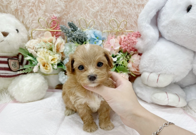 幼犬咳嗽原因 幼犬咳嗽原因