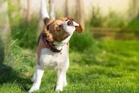 狗狗害怕症狀 狗狗害怕症狀