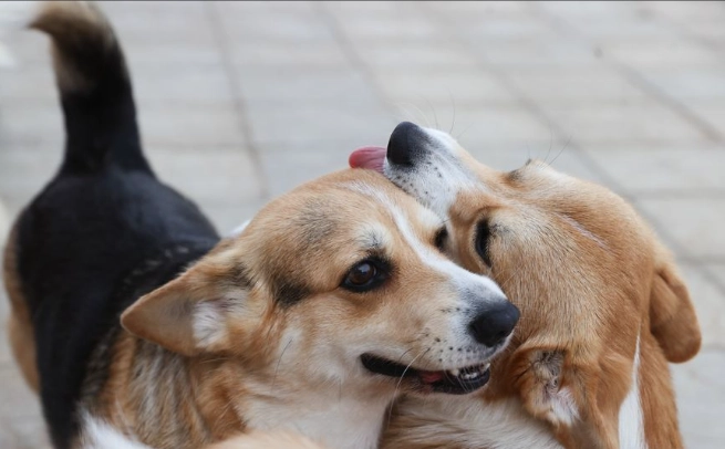 動物親近人類 動物親近人類