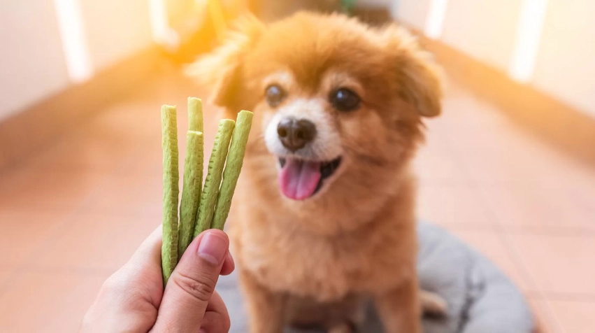 狗吐膽汁處理 狗吐膽汁處理