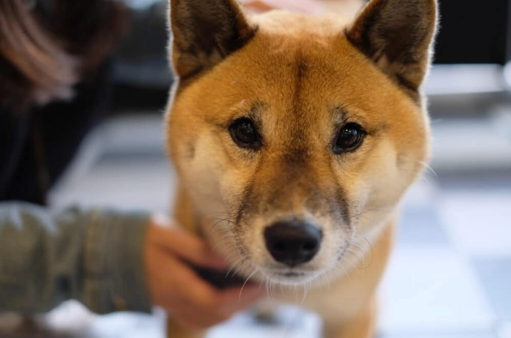 狗狗嗅聞行為 狗狗嗅聞行為