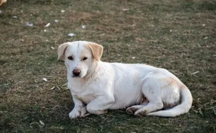 小型犬氣管問題
