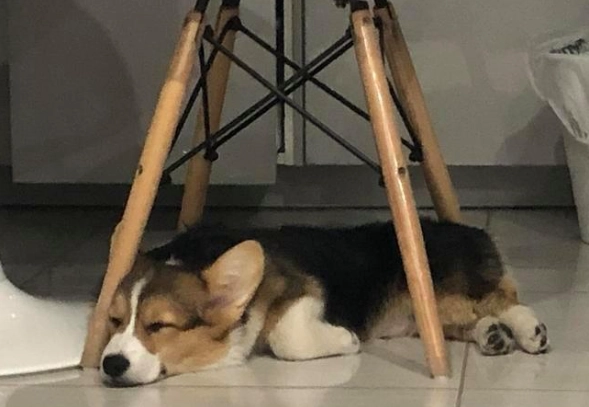狗狗行為解讀 狗狗行為解讀