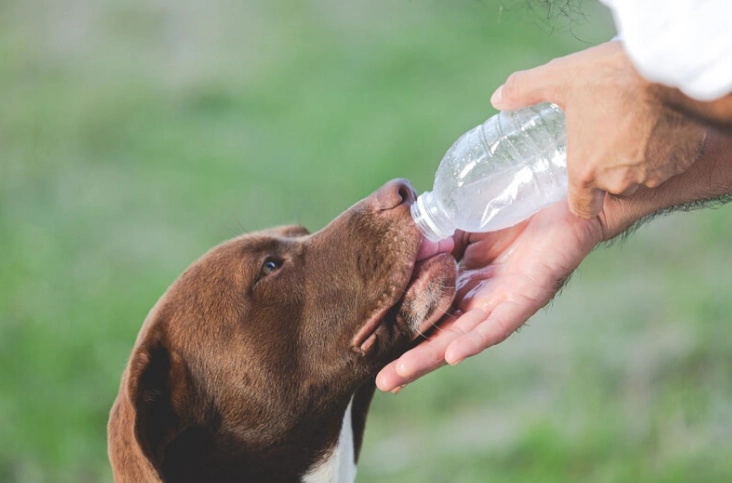 老年犬餵食量