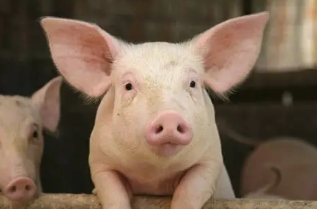 動物營養學基礎 動物營養學基礎