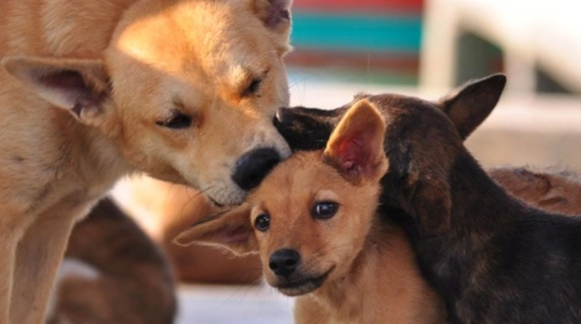 動物親近人類 動物親近人類