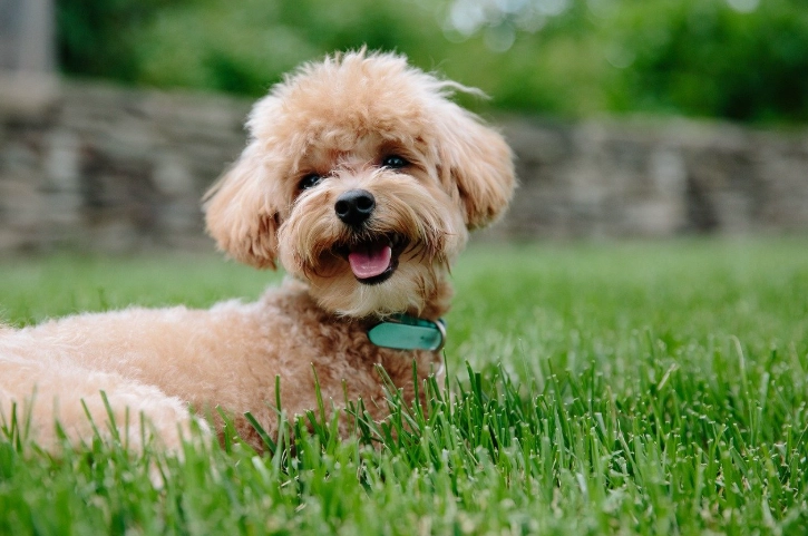 貴賓犬類型 貴賓犬類型