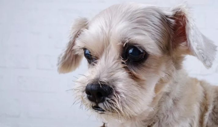狗狗眼疾症狀 狗狗眼疾症狀