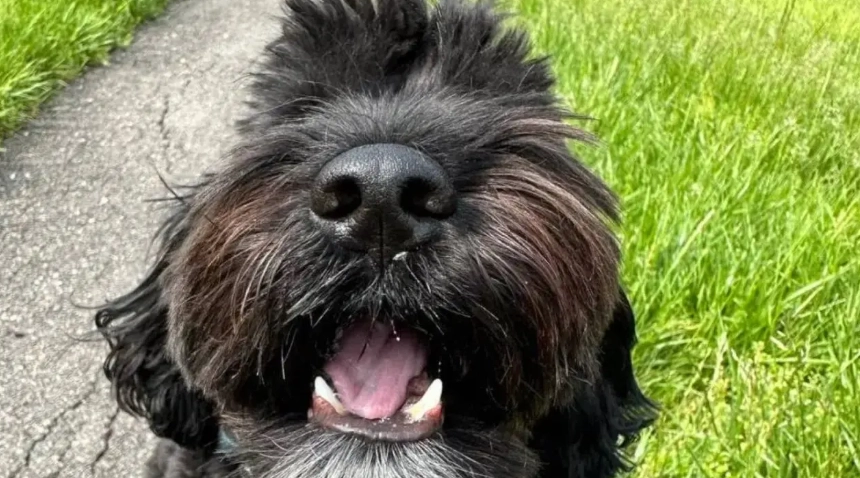貴賓犬類型 貴賓犬類型